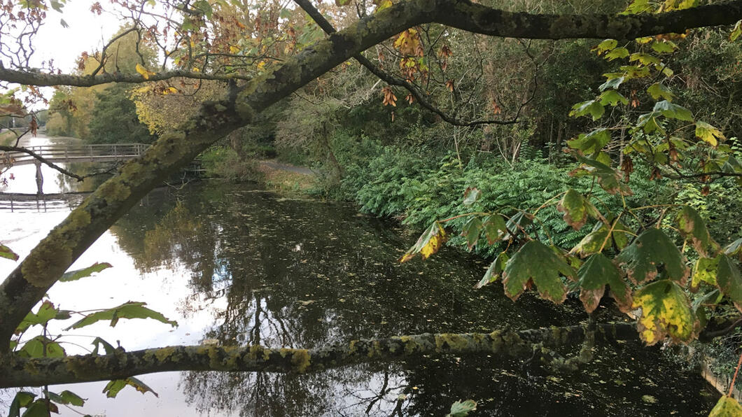 Molenduin vanaf Molenbrug